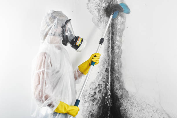 Best Dehumidification Services  in Mayer, MN